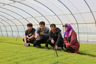 科技助農(nóng)促增收——新興鎮(zhèn)農(nóng)業(yè)技術(shù)人員下鄉(xiāng)指導紀實